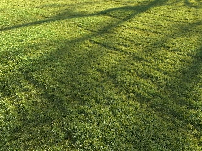 Sunny lawn 3D model