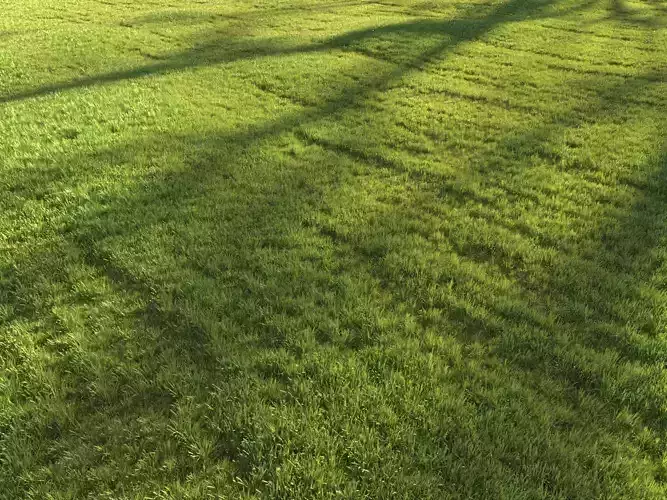 Sunny lawn 3D model