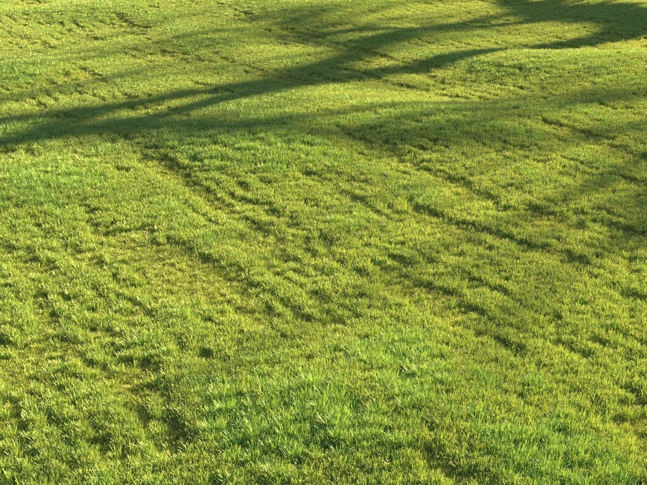 Sunny lawn 3D model_3