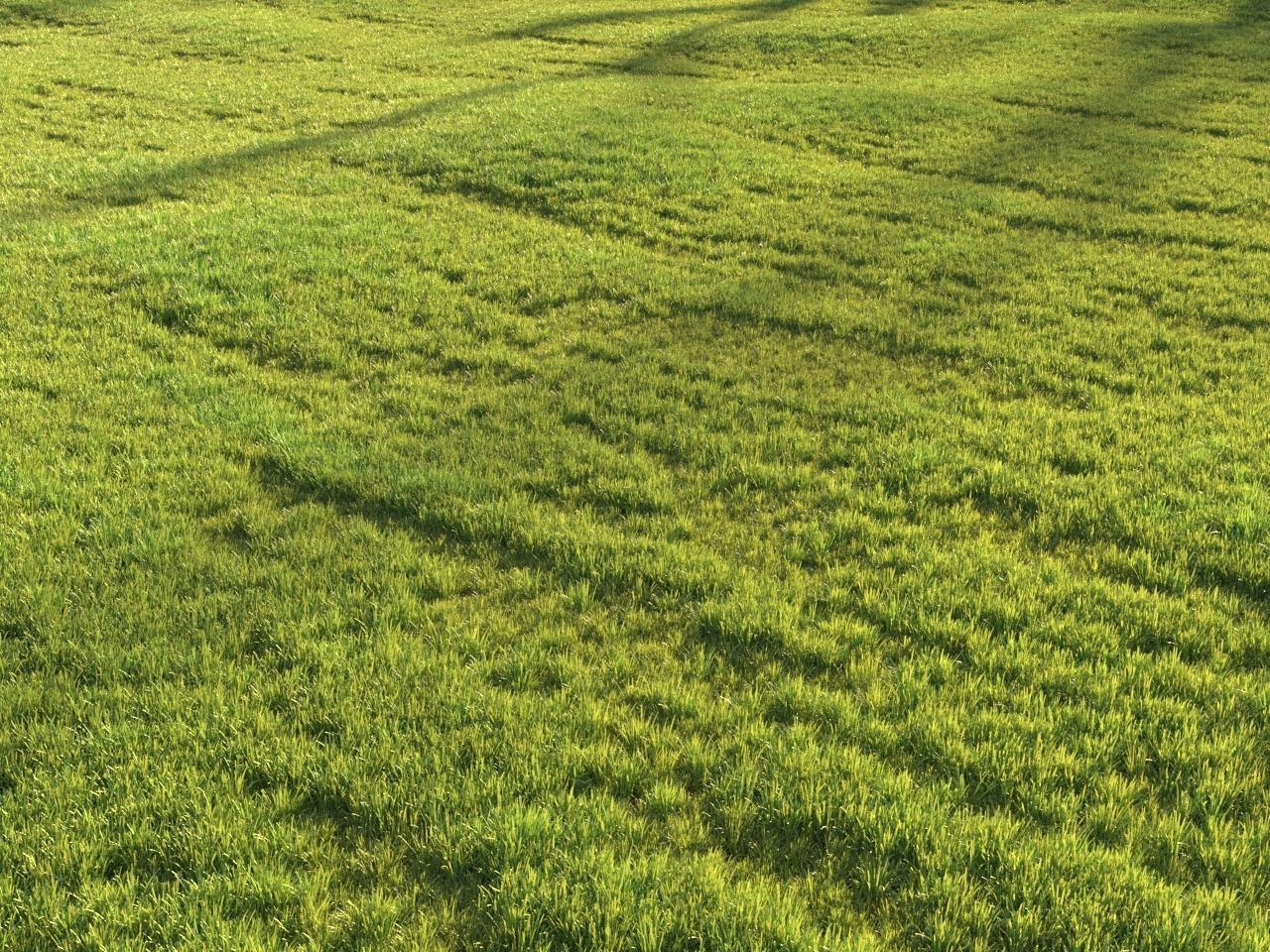 Sunny lawn 3D model_9