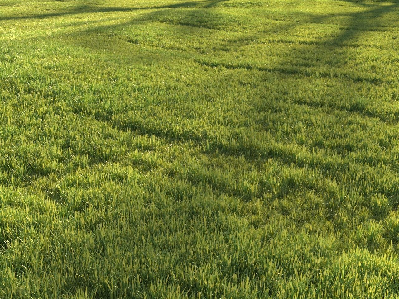 Sunny lawn 3D model_8