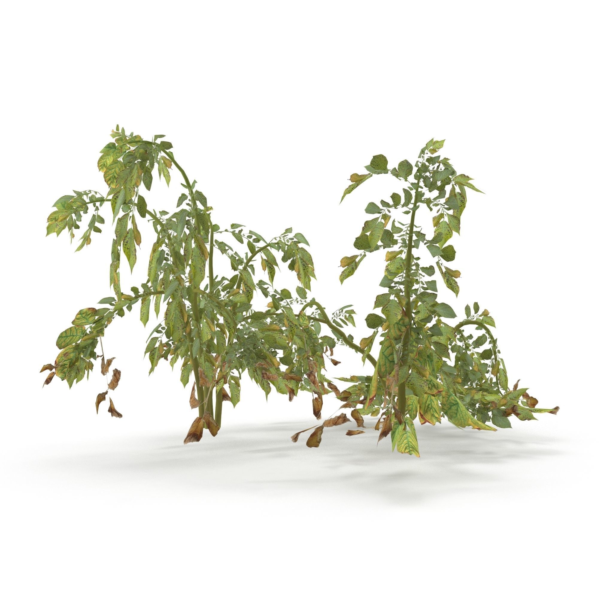 Withered potato tuber V2 Low-poly 3D model_5