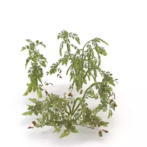 Withered potato tuber V2