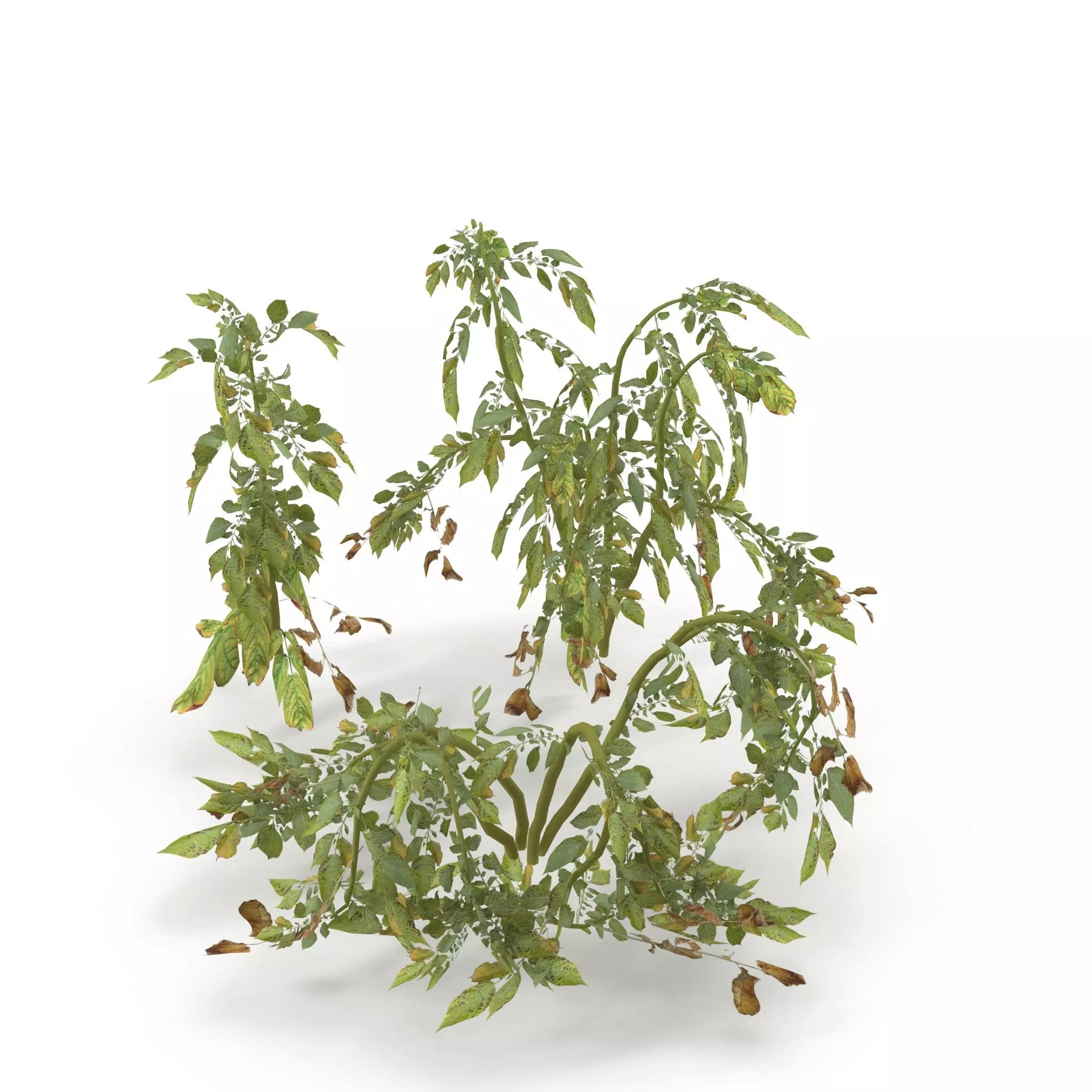 Withered potato tuber V2 Low-poly 3D model_0