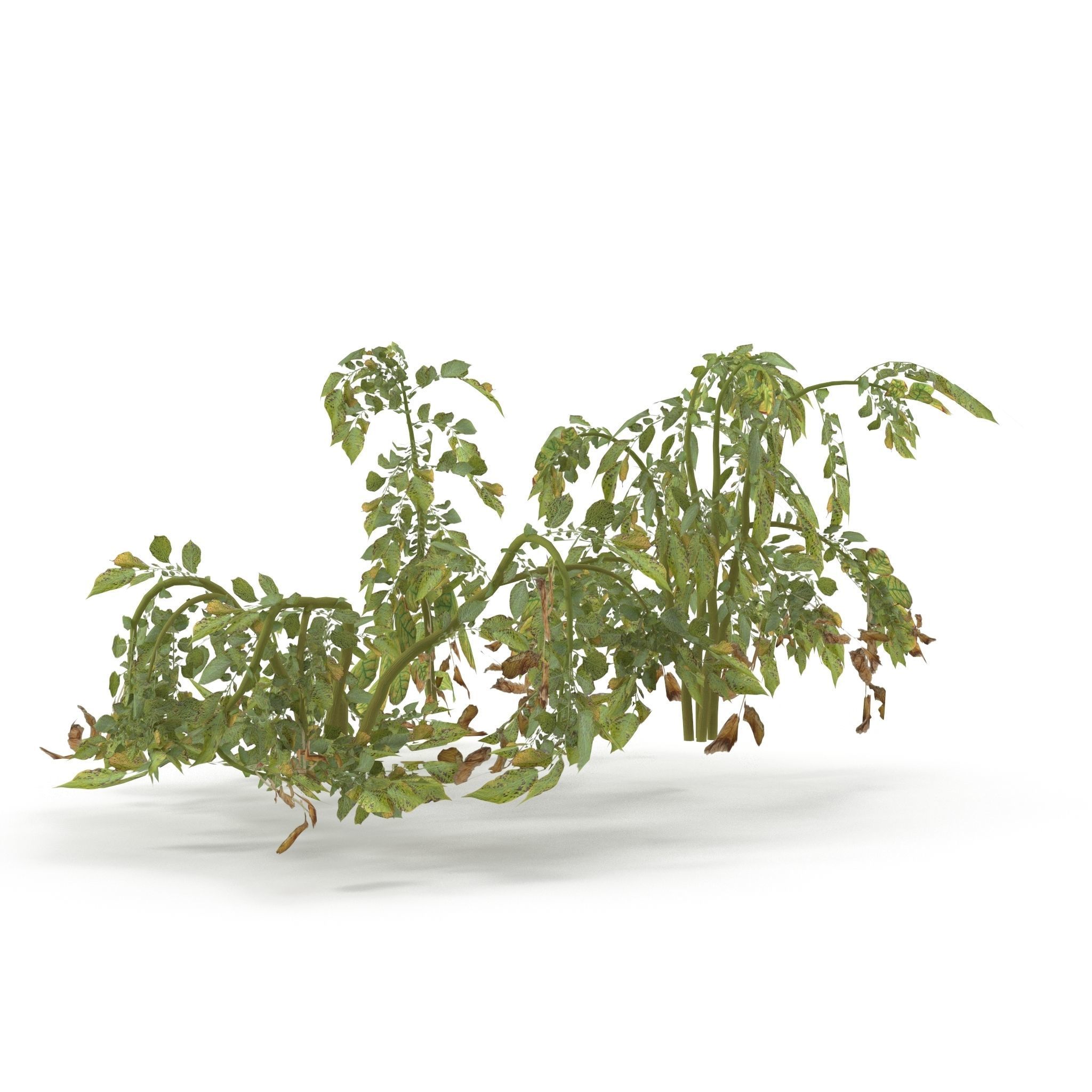 Withered potato tuber V2 Low-poly 3D model_3