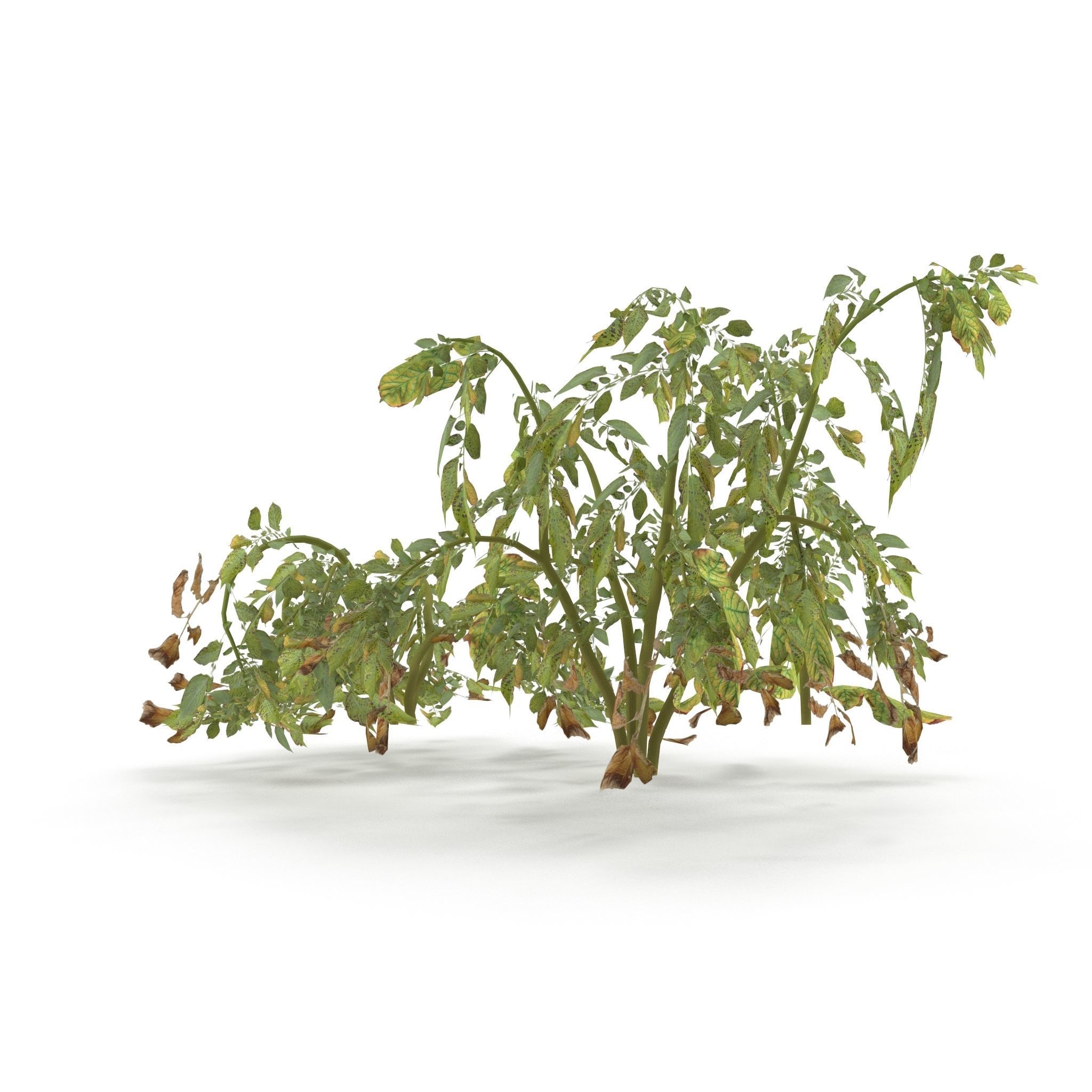 Withered potato tuber V2 Low-poly 3D model_4