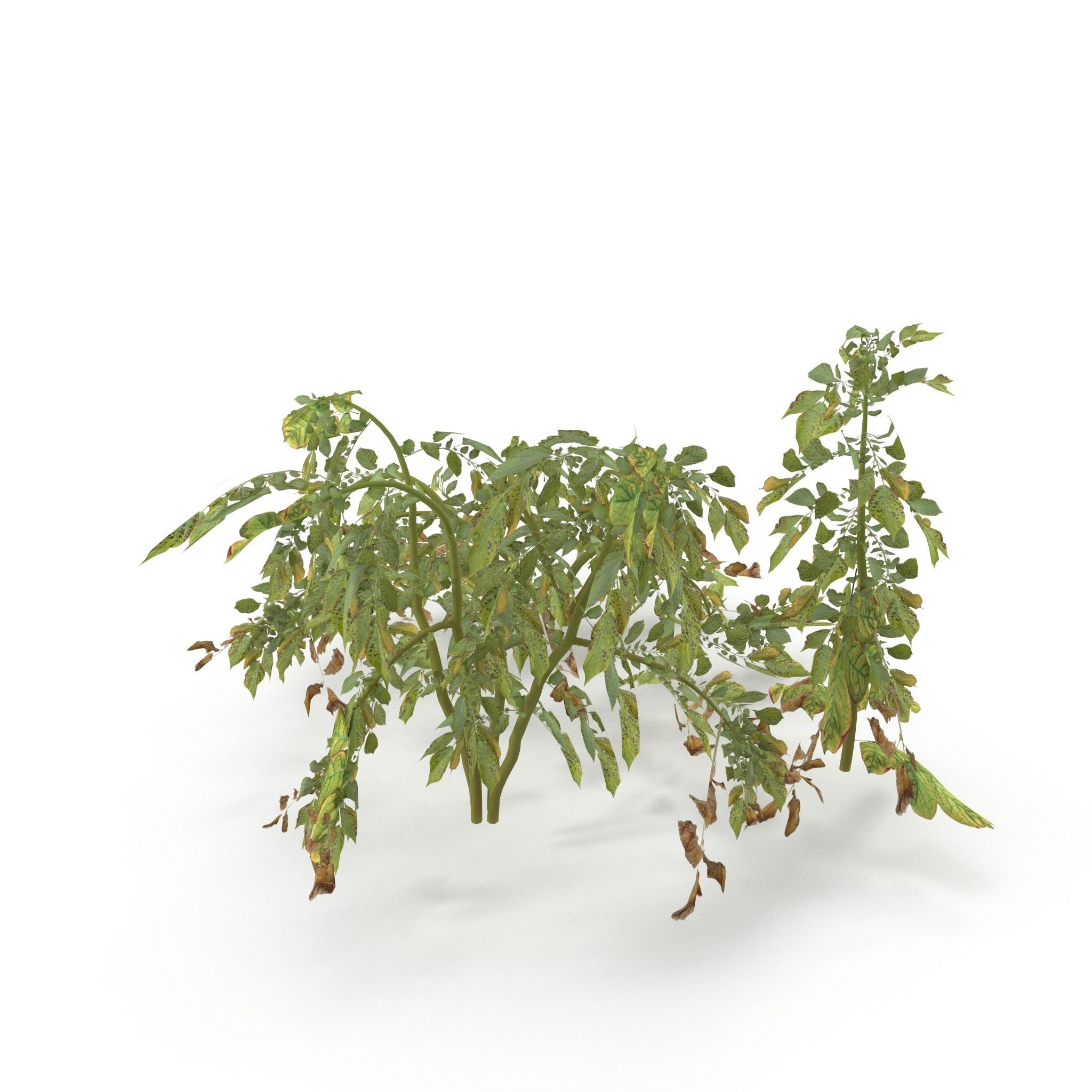 Withered potato tuber V2 Low-poly 3D model_1