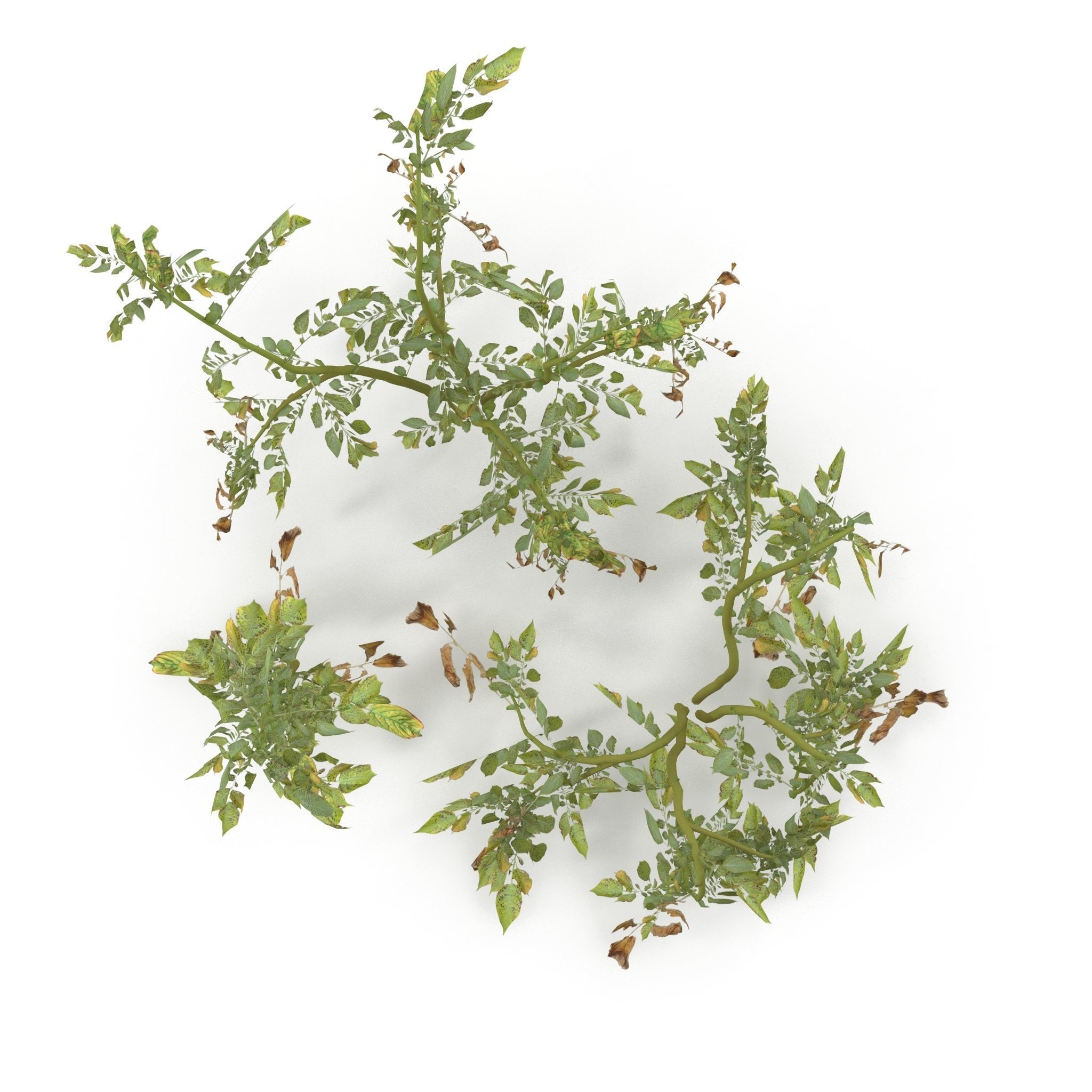 Withered potato tuber V2 Low-poly 3D model_6