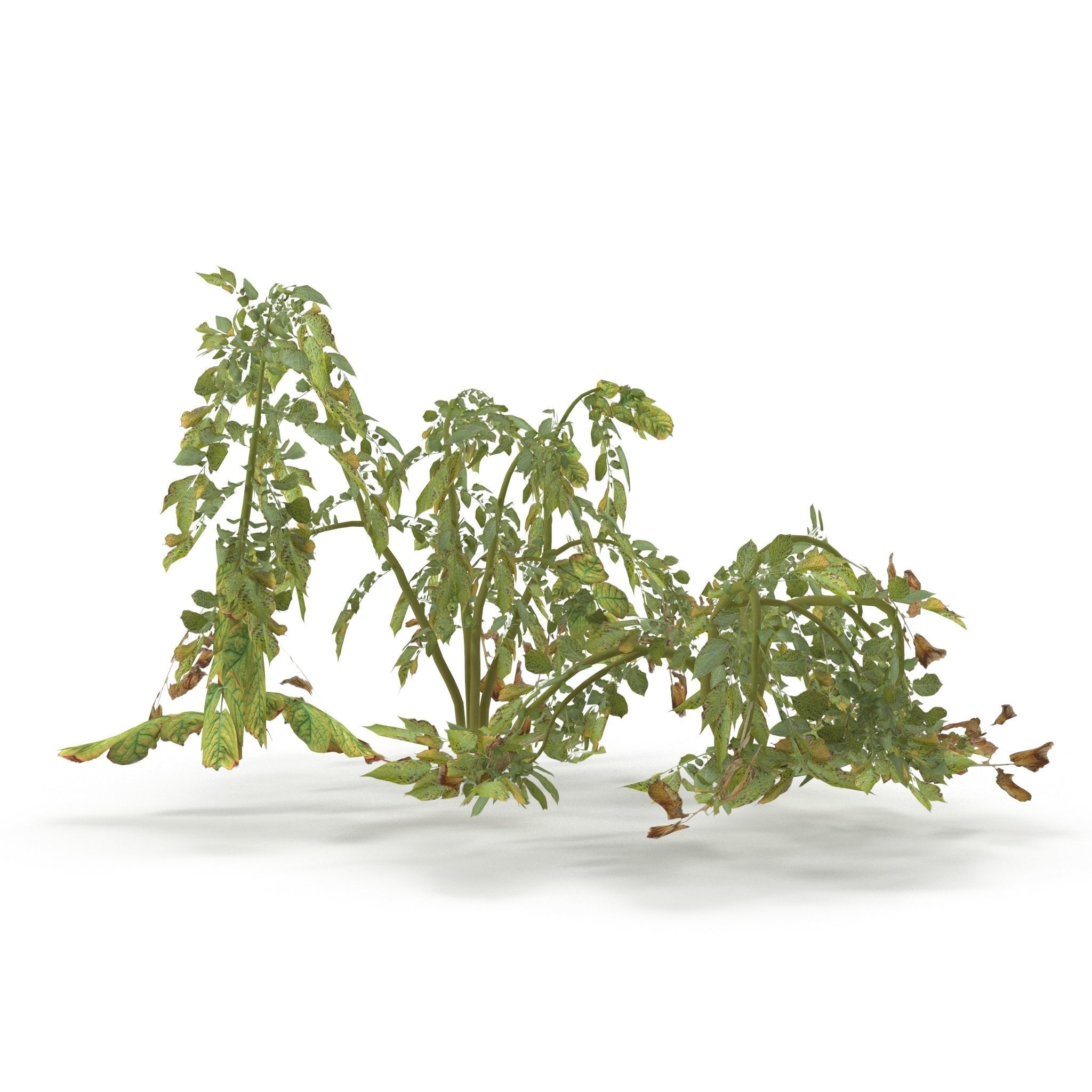 Withered potato tuber V2 Low-poly 3D model_2