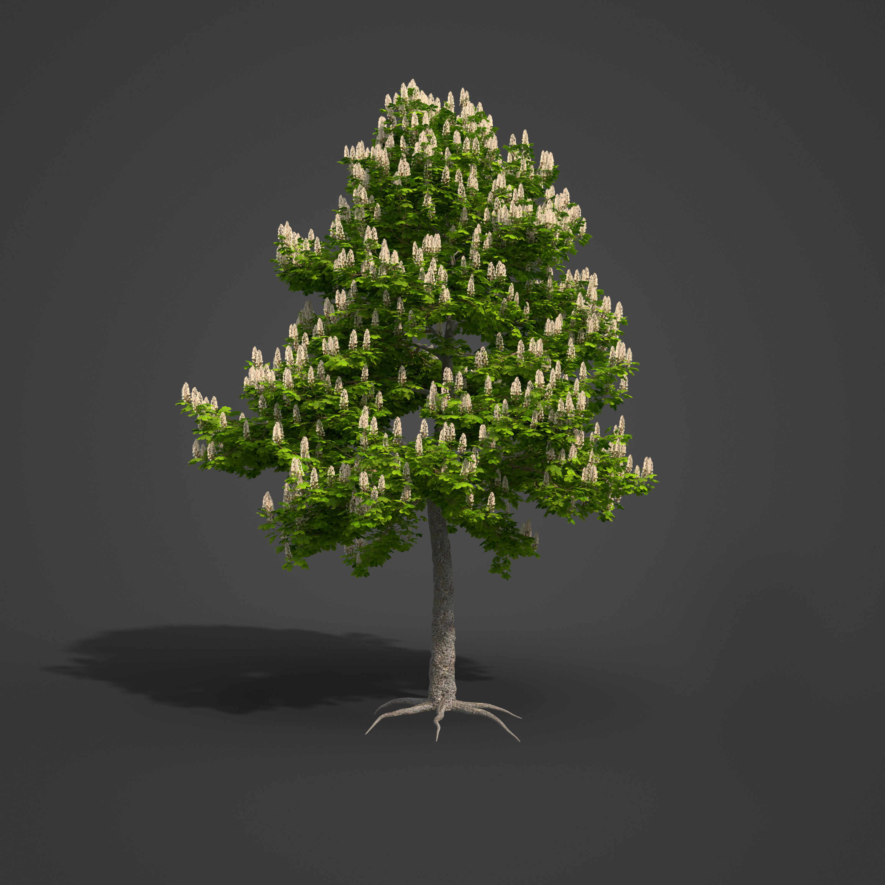 2021 PBR Horse Chestnut Collection - Aesculus Hippocastanum 3D model_2