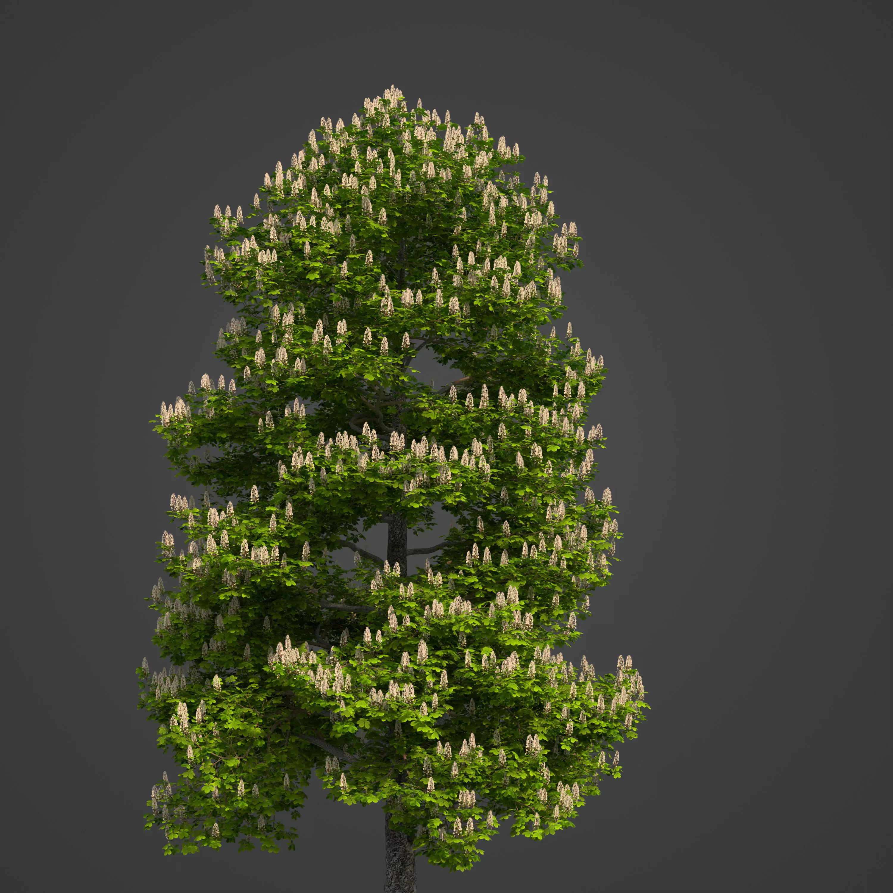 2021 PBR Horse Chestnut Collection - Aesculus Hippocastanum 3D model_0