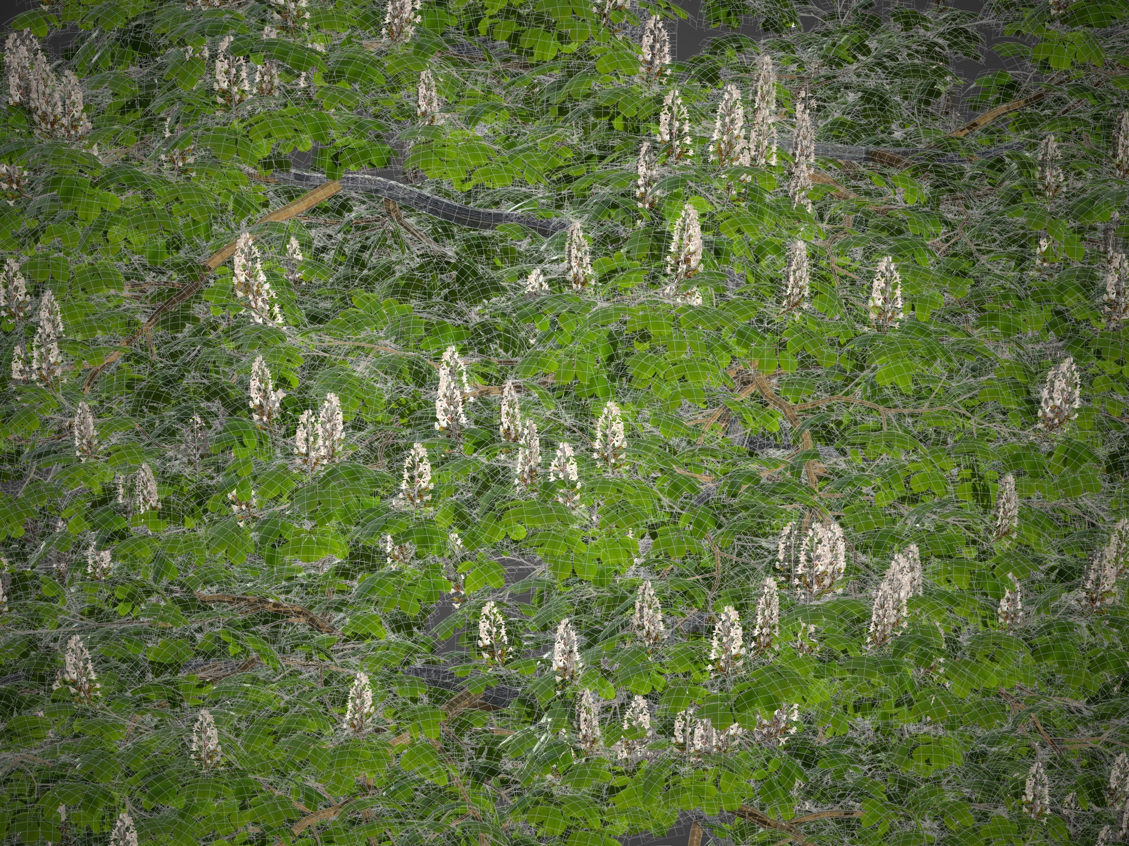 2021 PBR Horse Chestnut Collection - Aesculus Hippocastanum 3D model_7