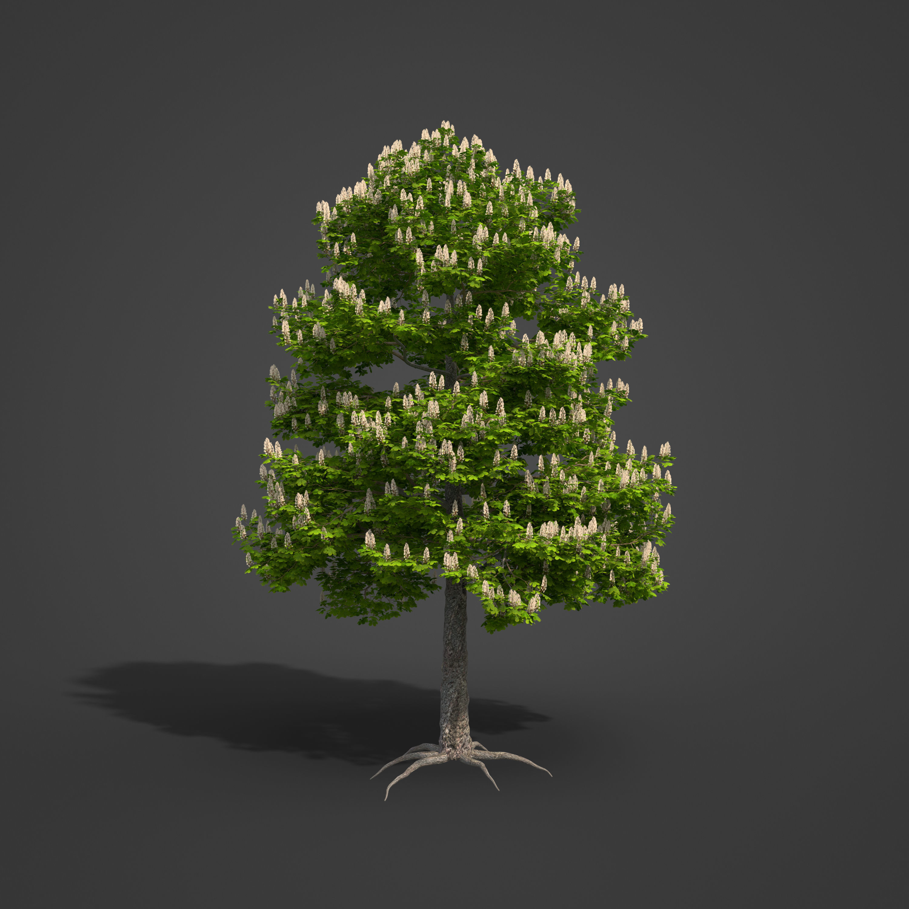 2021 PBR Horse Chestnut Collection - Aesculus Hippocastanum 3D model_5