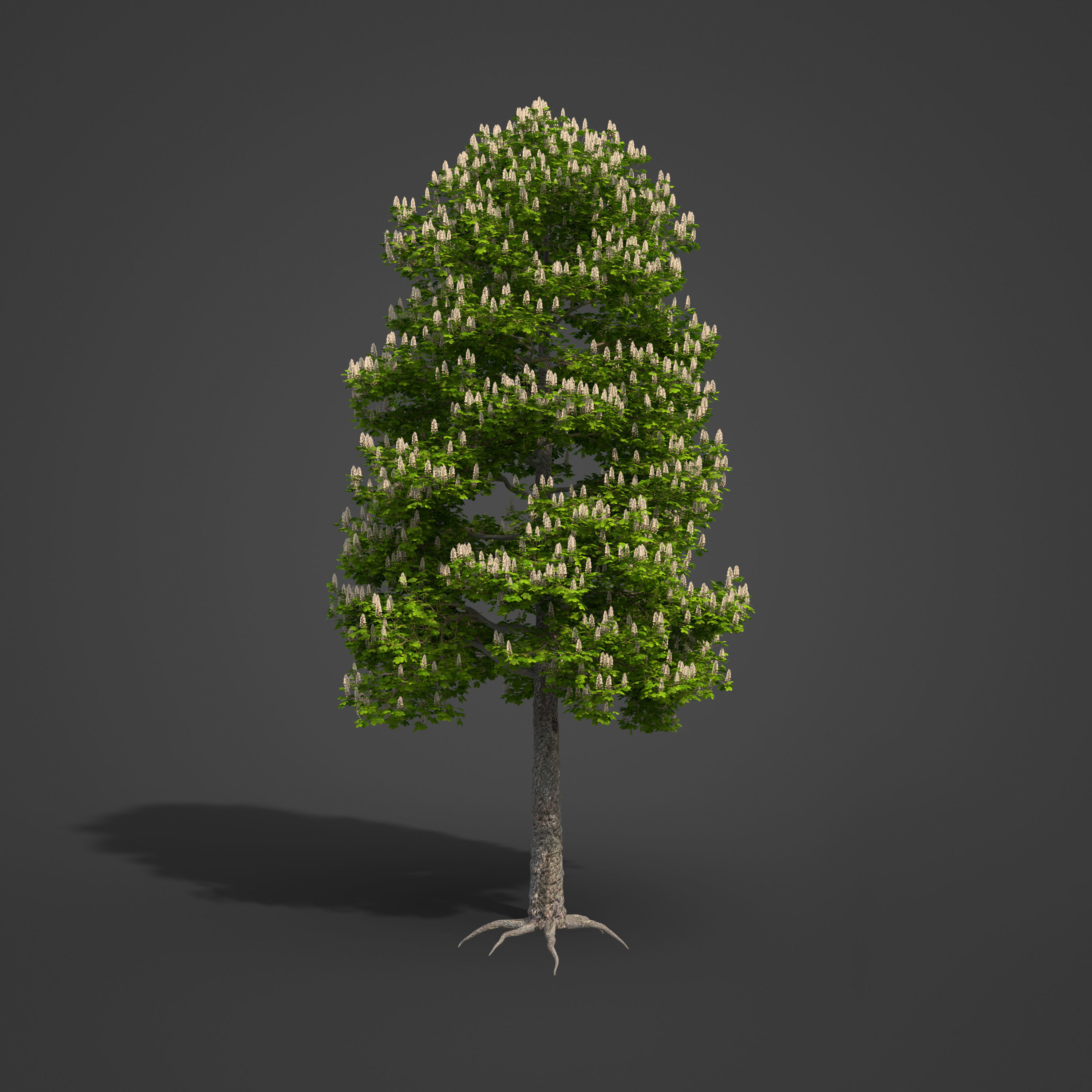 2021 PBR Horse Chestnut Collection - Aesculus Hippocastanum 3D model_4