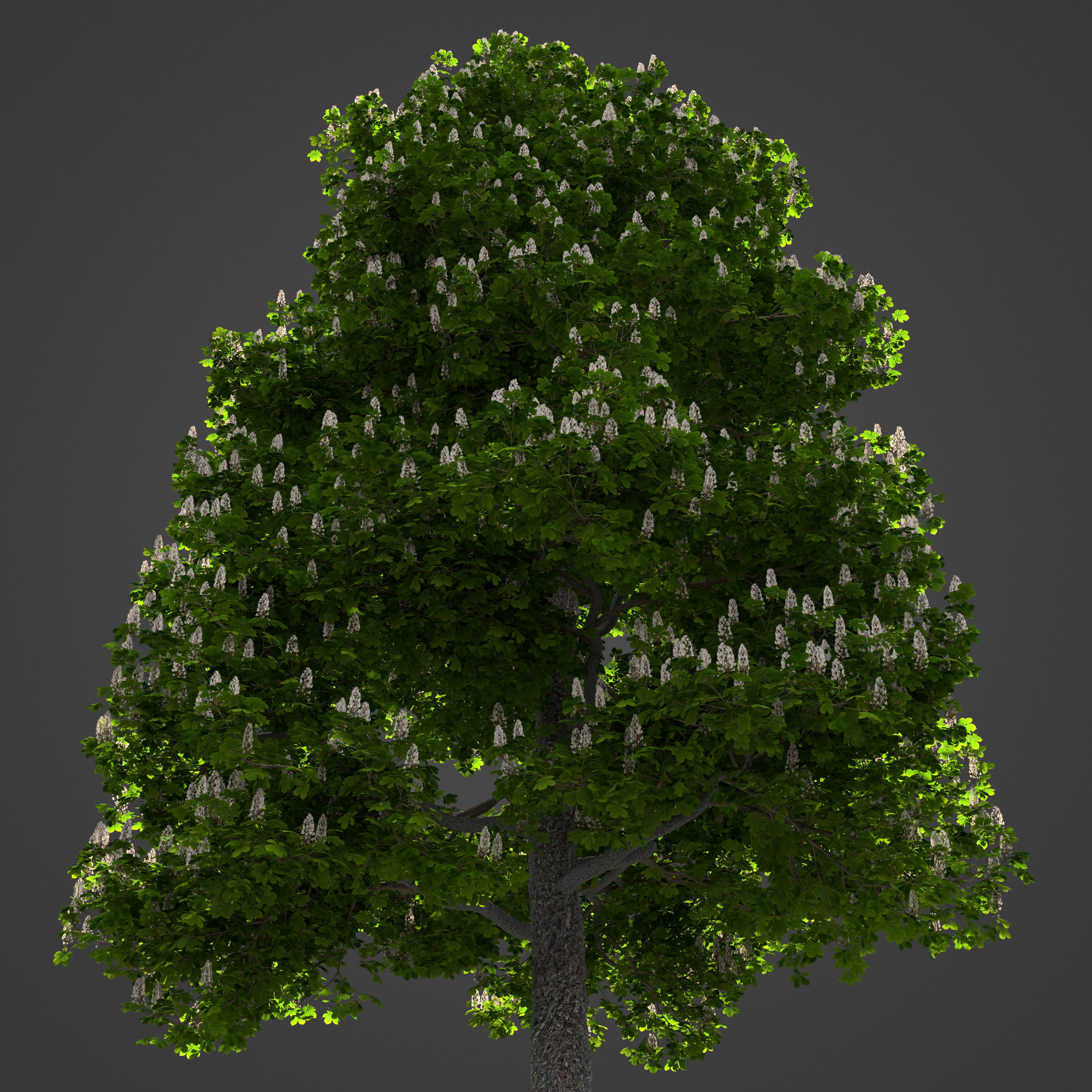 2021 PBR Horse Chestnut Collection - Aesculus Hippocastanum 3D model_6