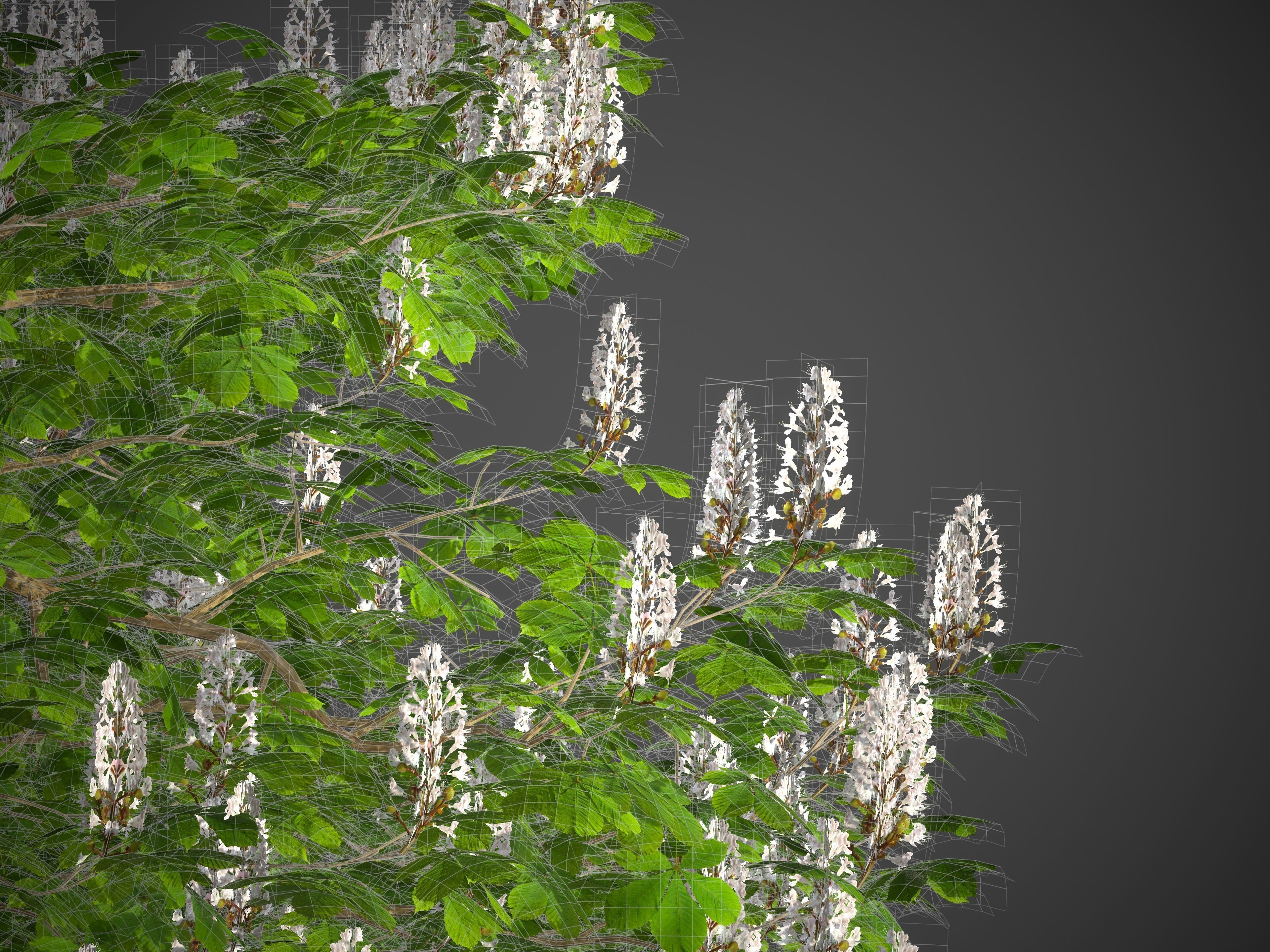 2021 PBR Horse Chestnut Collection - Aesculus Hippocastanum 3D model_8