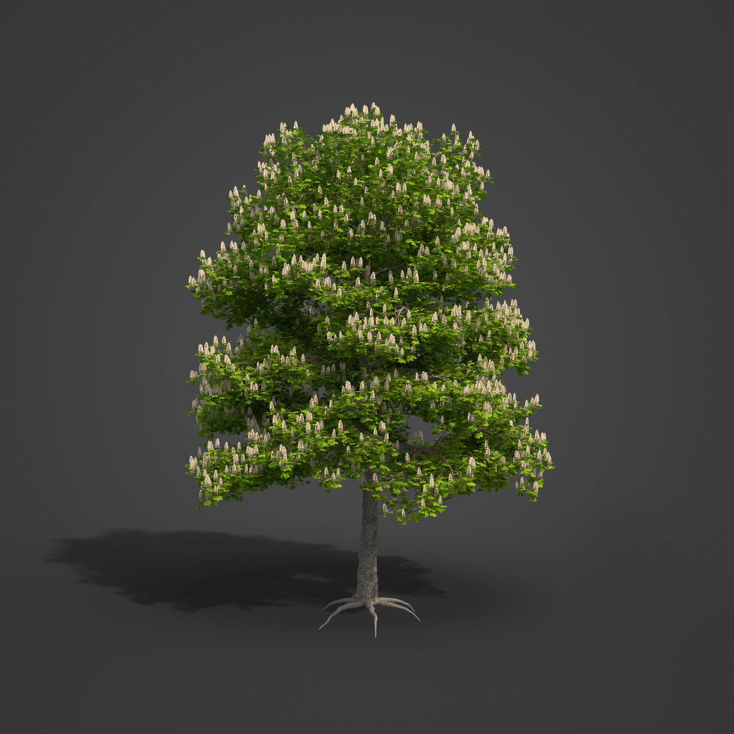 2021 PBR Horse Chestnut Collection - Aesculus Hippocastanum 3D model_3