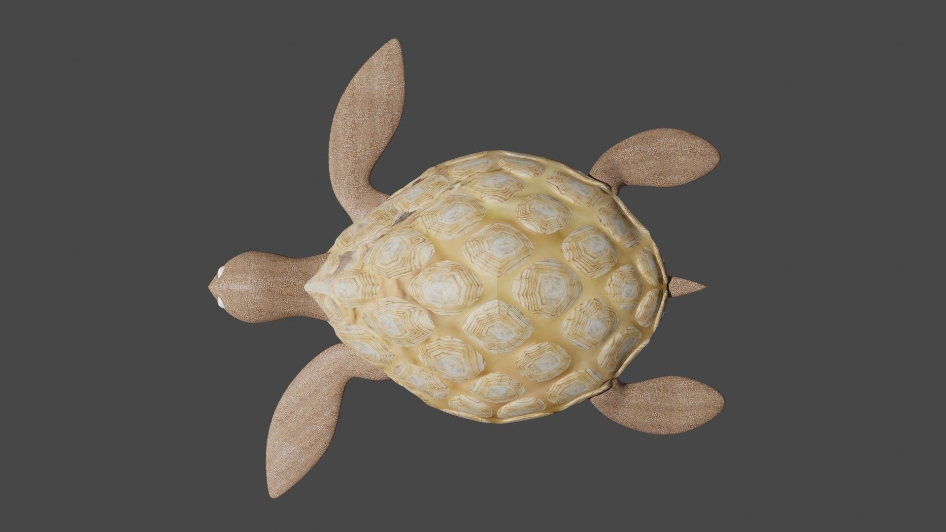 Turtle figurine Free low-poly 3D model_5