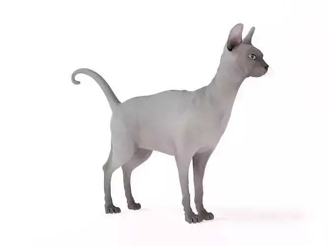 Hairless Sphinx Cat