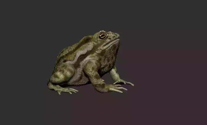 The model Toad 3D print model