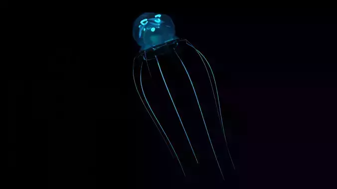 Jellyfish glowing