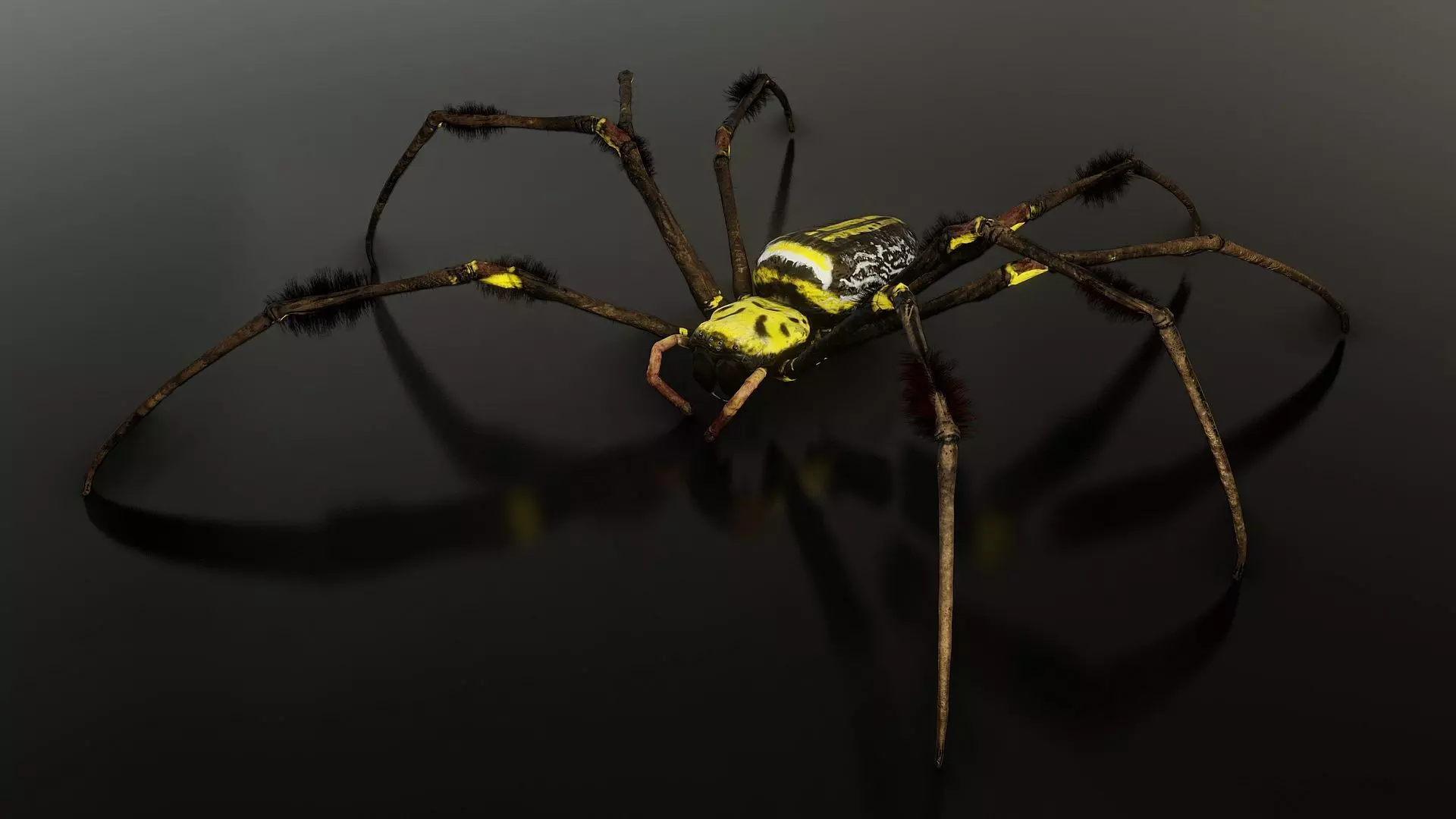 Trichonephila - Golden Silk Orb-weaver Low-poly 3D model_0