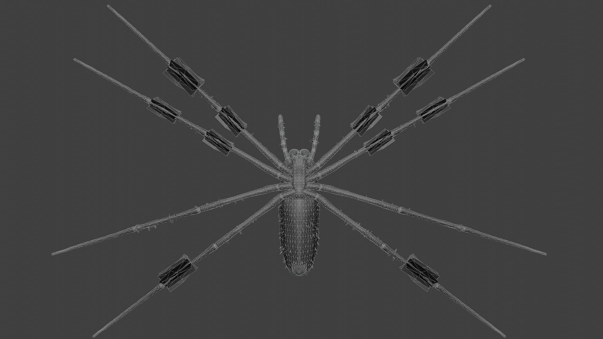 Trichonephila - Golden Silk Orb-weaver Low-poly 3D model_8