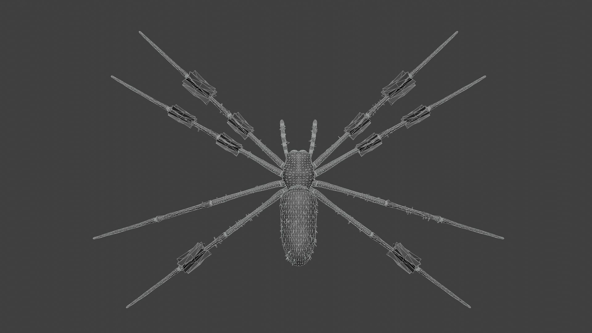 Trichonephila - Golden Silk Orb-weaver Low-poly 3D model_7