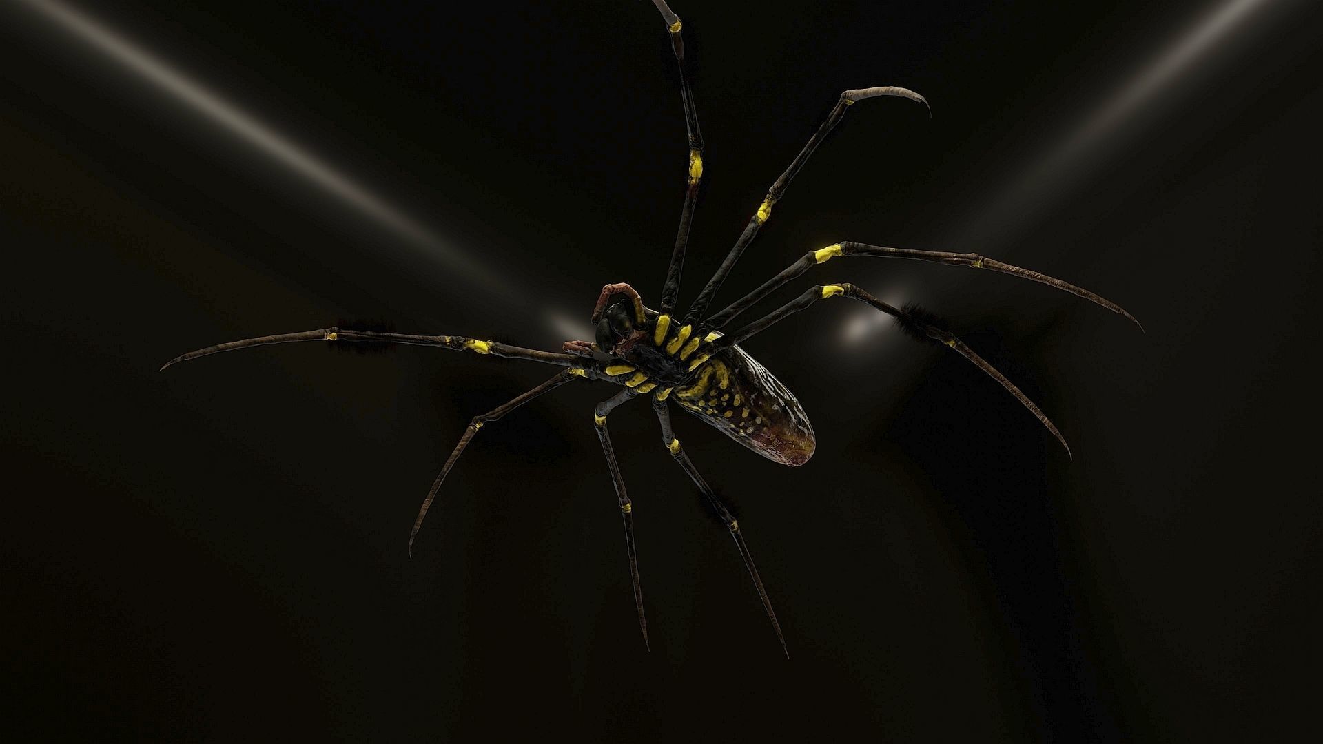 Trichonephila - Golden Silk Orb-weaver Low-poly 3D model_4