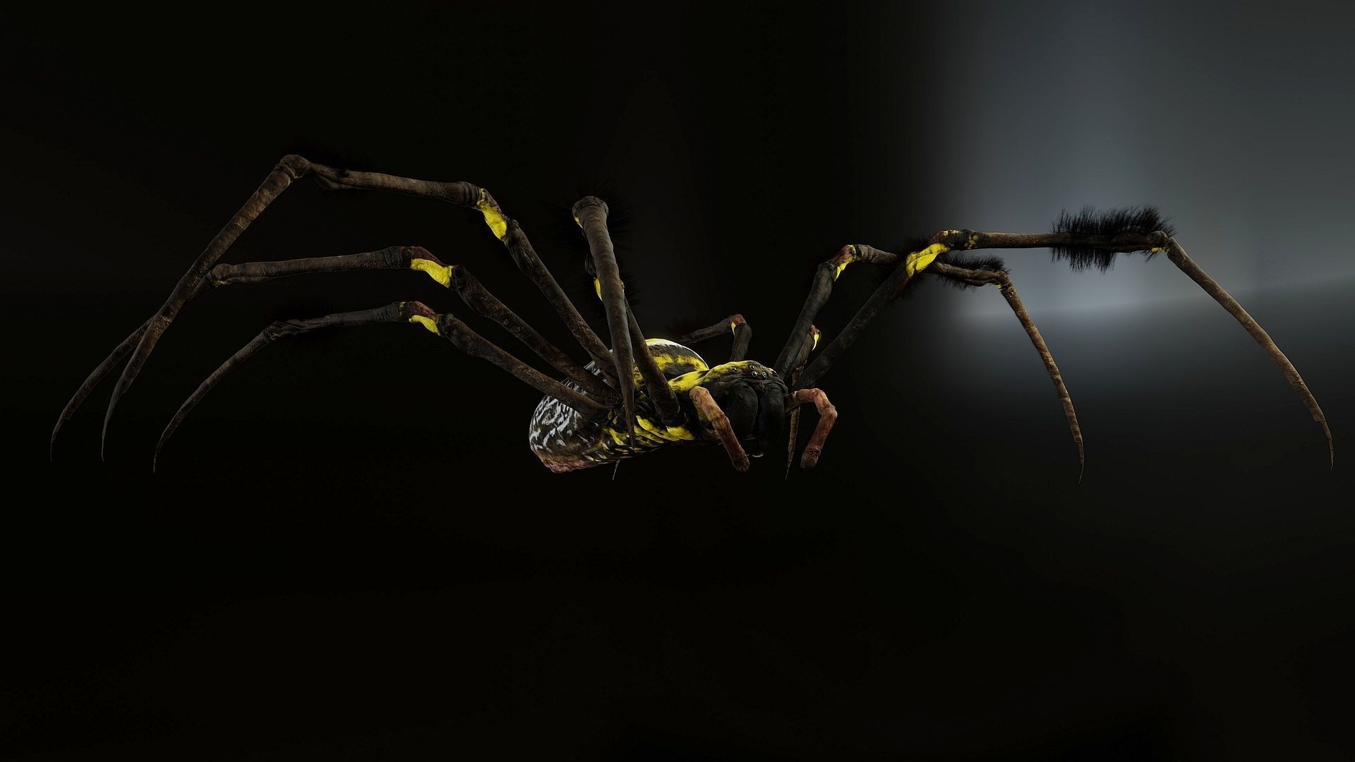 Trichonephila - Golden Silk Orb-weaver Low-poly 3D model_5