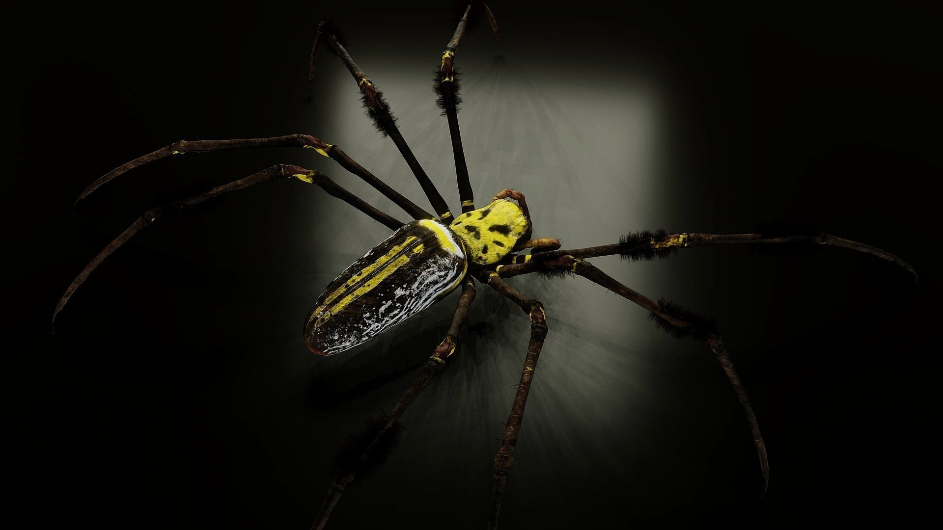 Trichonephila - Golden Silk Orb-weaver Low-poly 3D model_3