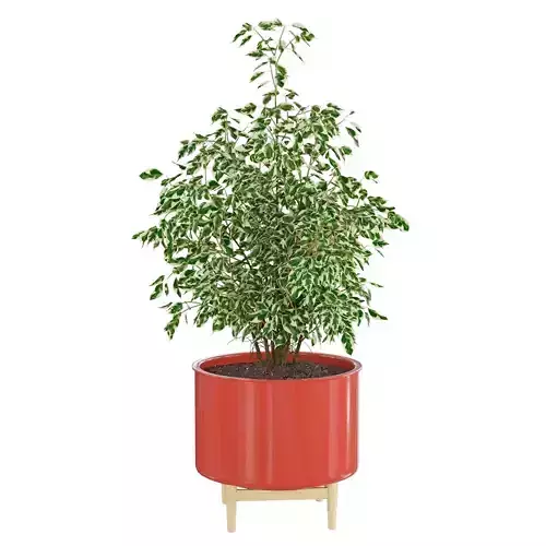 Houseplant 70