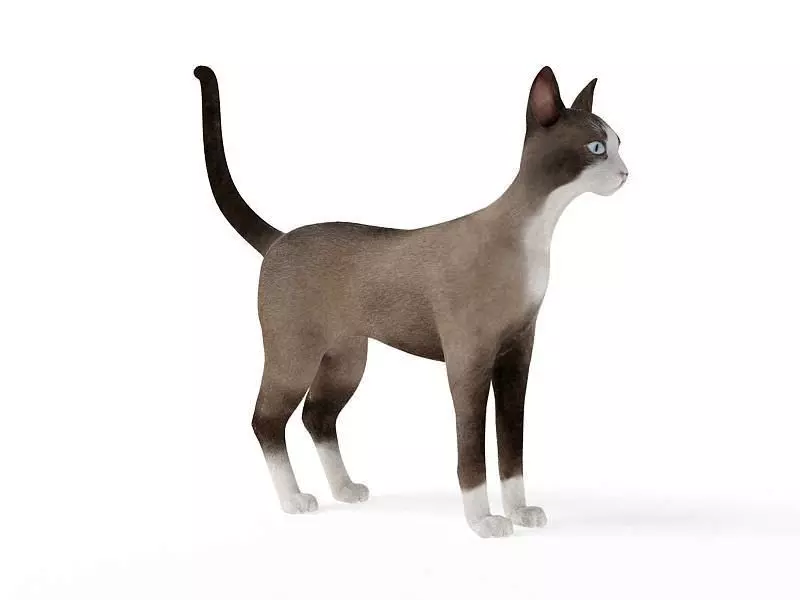 Brown And White Cat 3D model_0