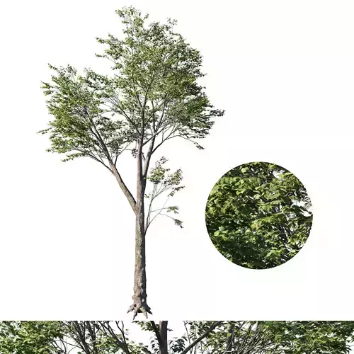 Platanus acerifolia 02 3D model