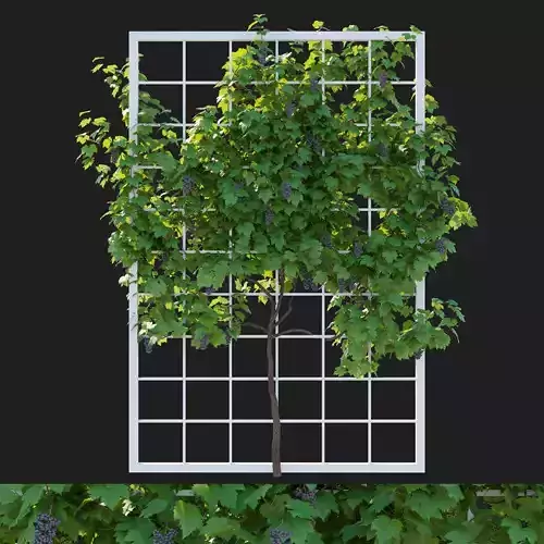Vines Grapes fruits 03 3D model