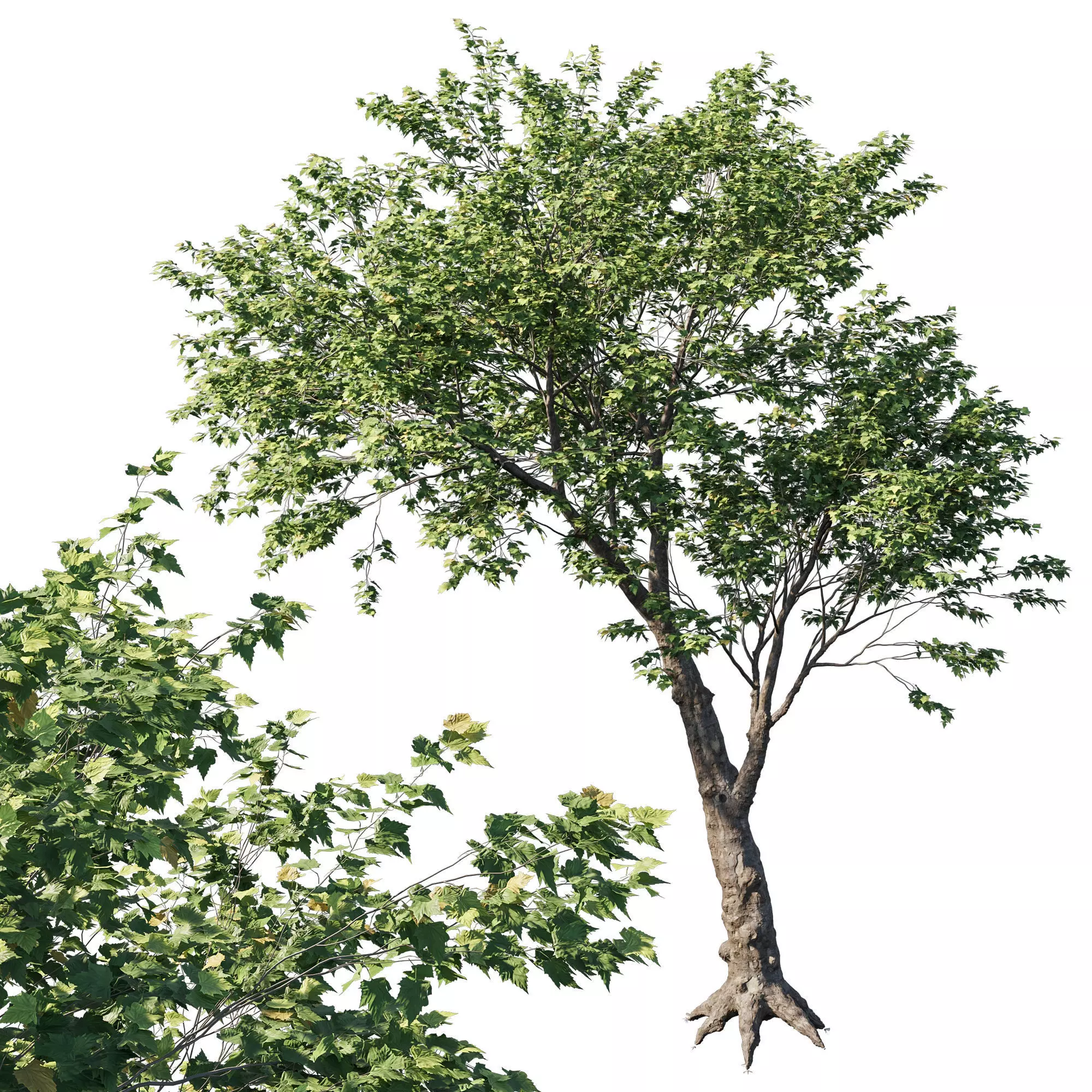 Platanus acerifolia tree 3D model