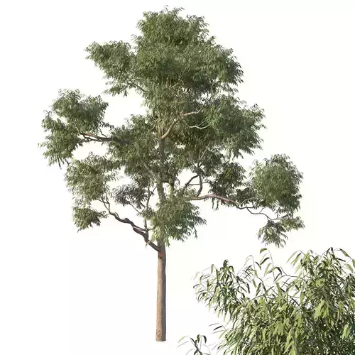 Angophora costata 02