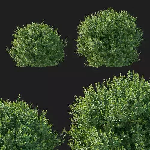 Boxwood bush 3D model