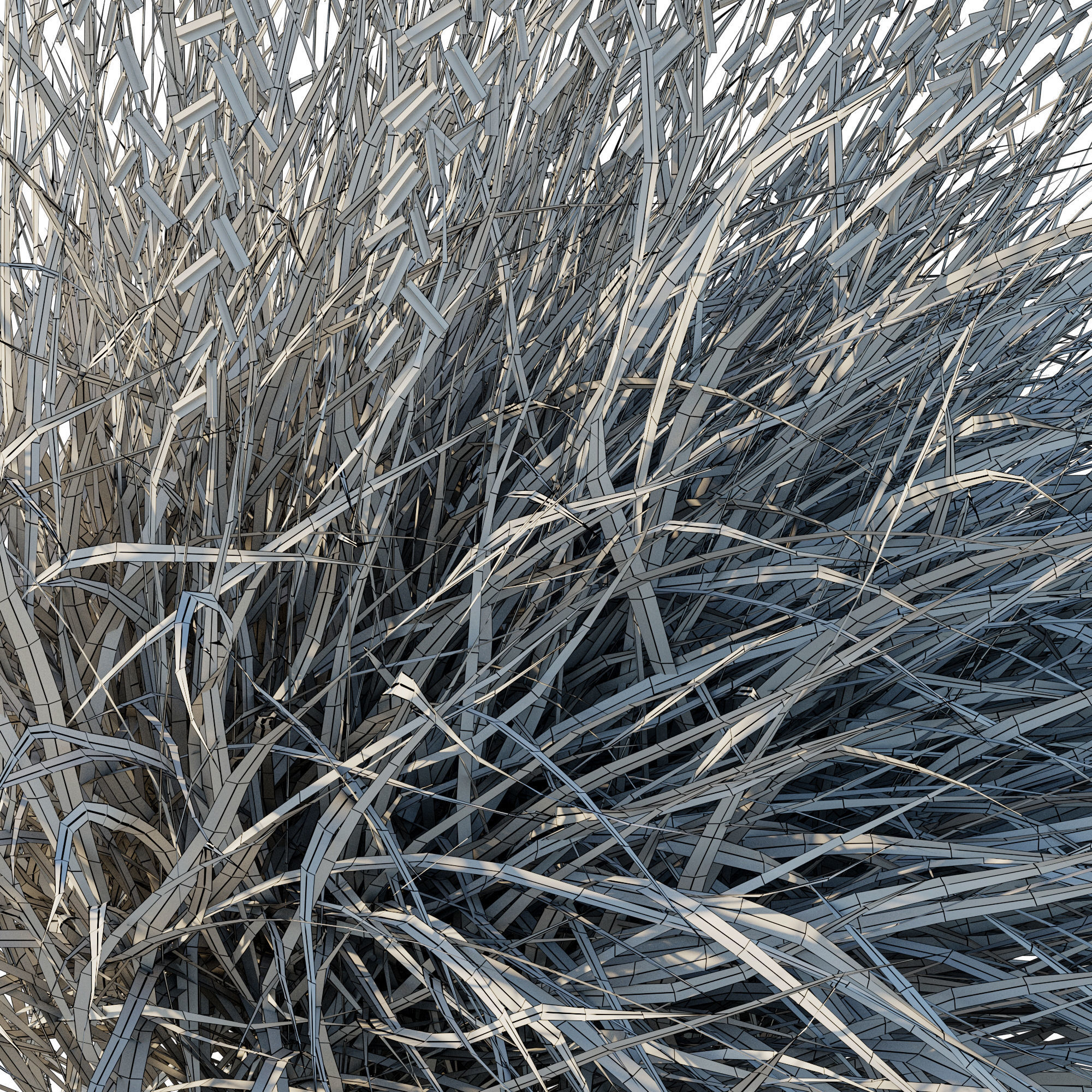 Sideoats Grama grass 3D model_2