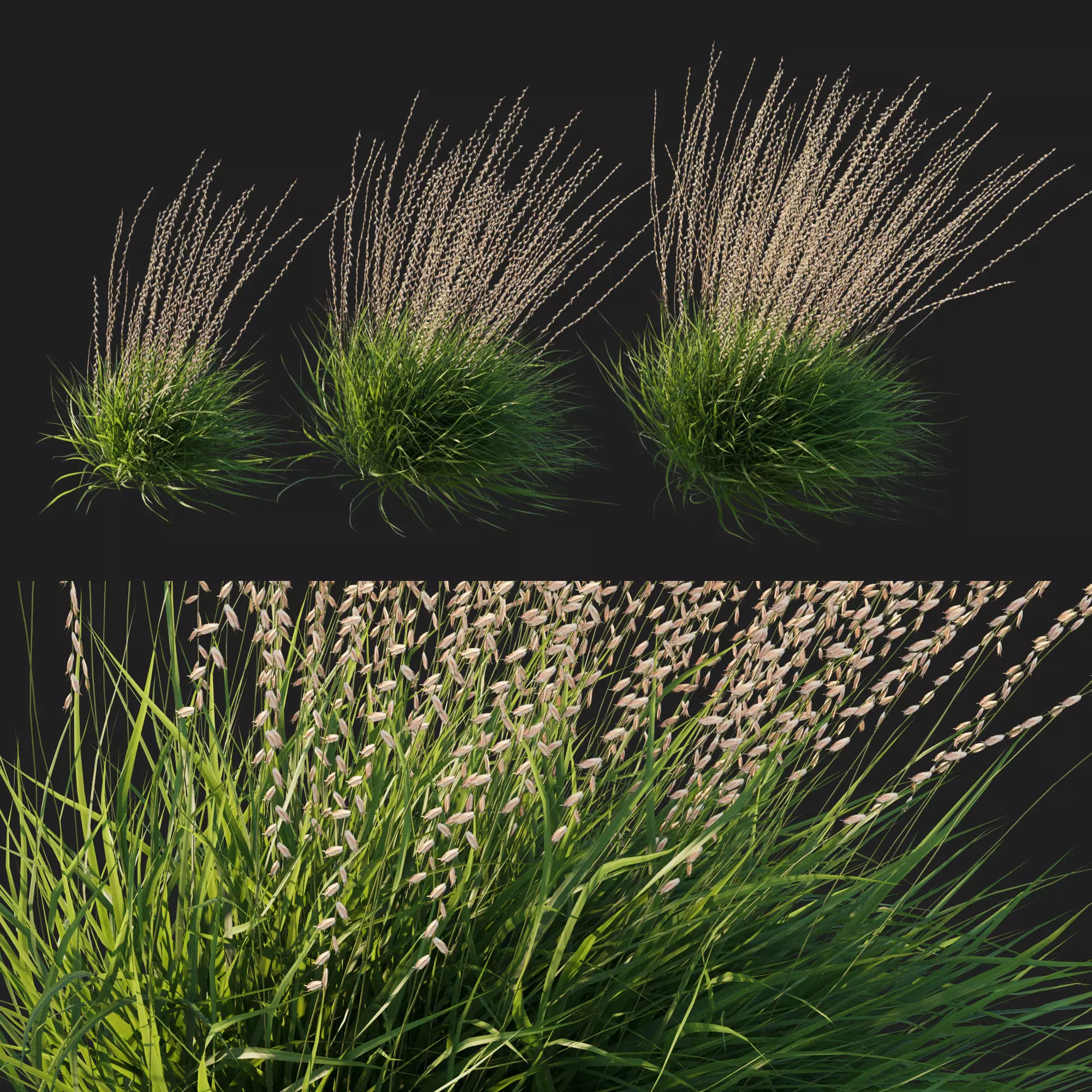 Sideoats Grama grass 3D model_0