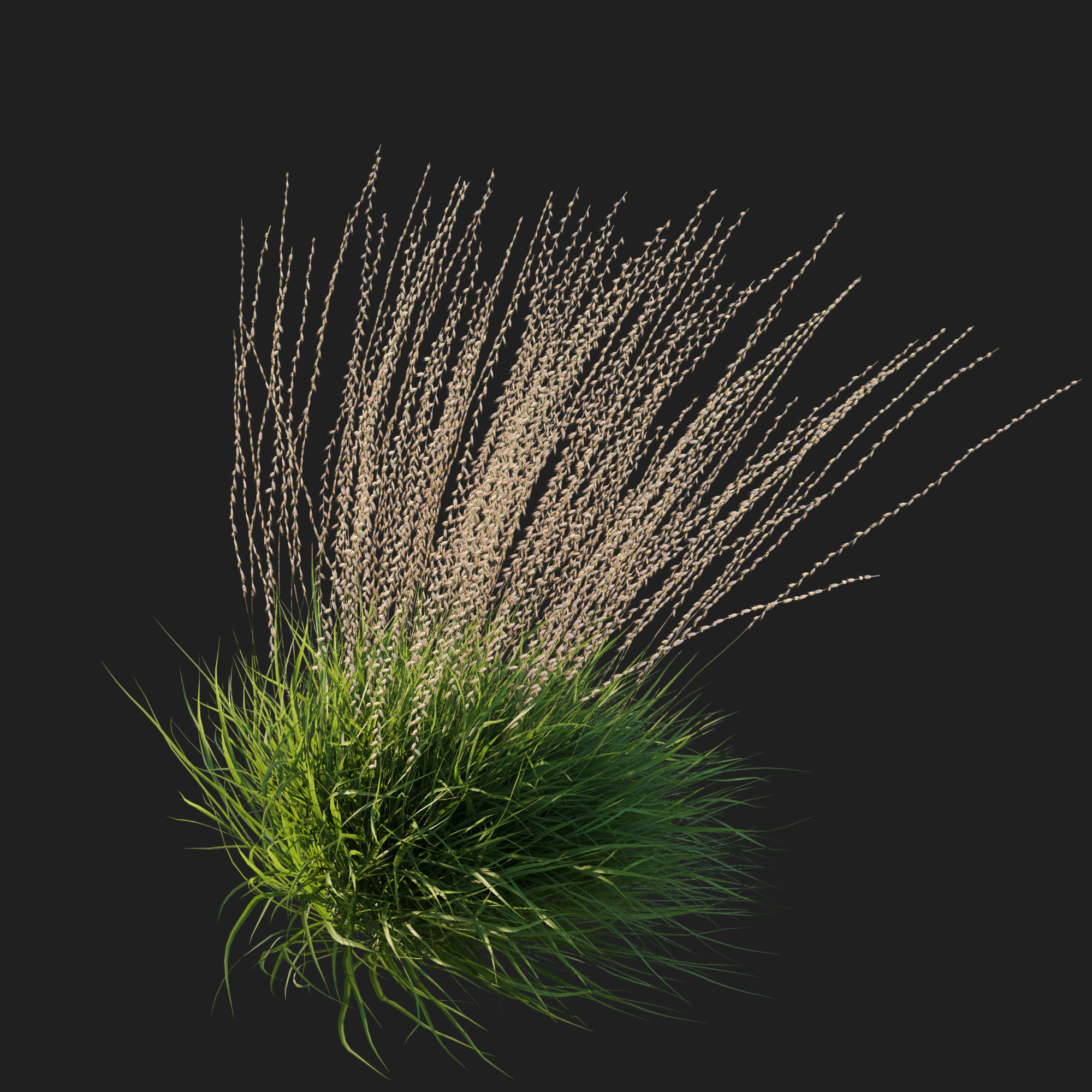 Sideoats Grama grass 3D model_1