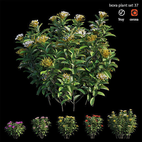 Ixora plant set 37 3D model