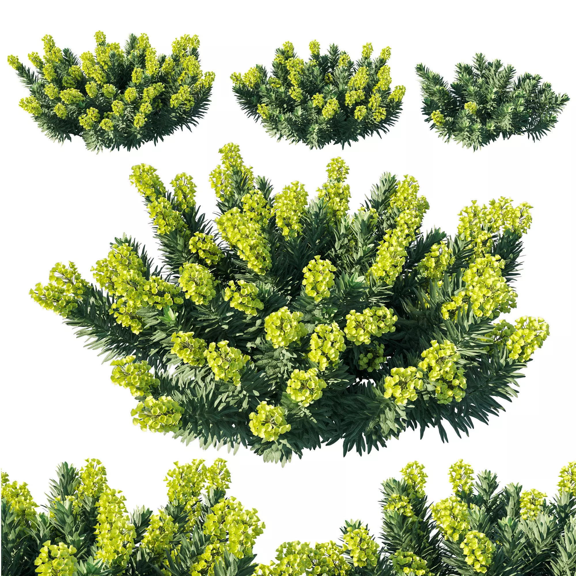 Mediterranean Spurge 02 3D model_0