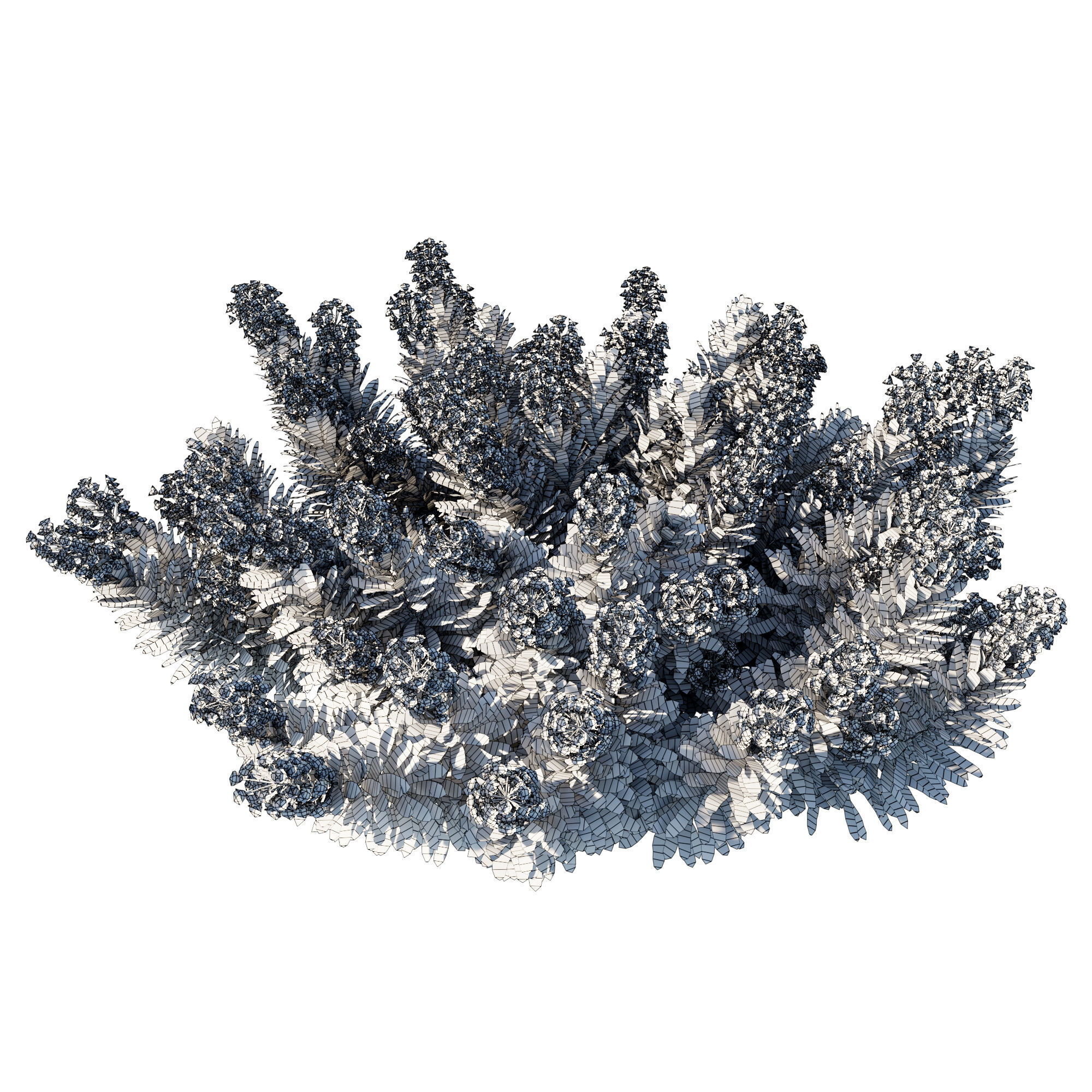 Mediterranean Spurge 02 3D model_2