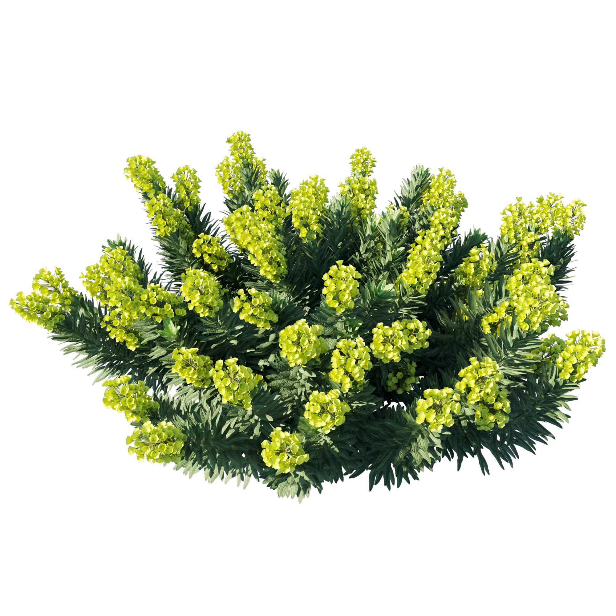 Mediterranean Spurge 02 3D model_1