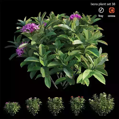 Ixora plant set 38 3D model