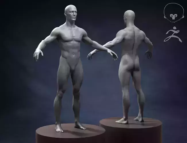 Athletic Man Body Basemesh 3D model