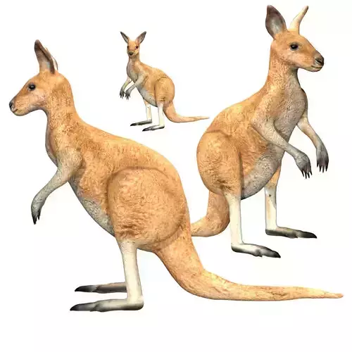 Kangaroo Low-poly 3D model
