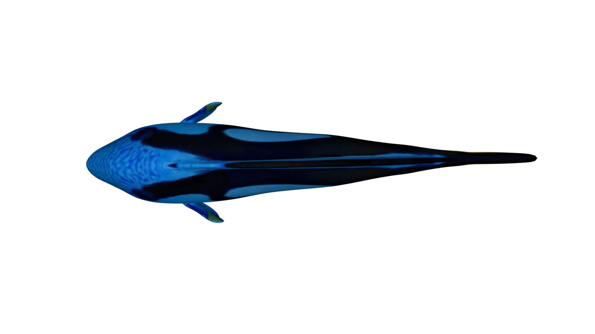 blue tang fish Low-poly 3D model_4