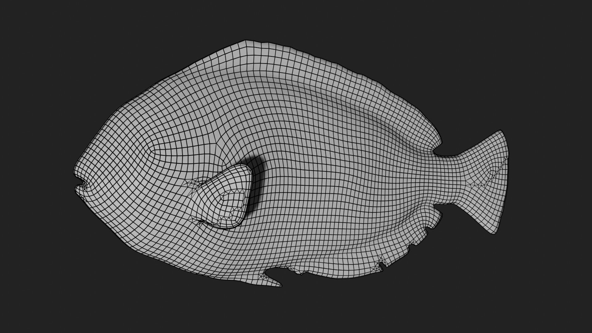 blue tang fish Low-poly 3D model_9